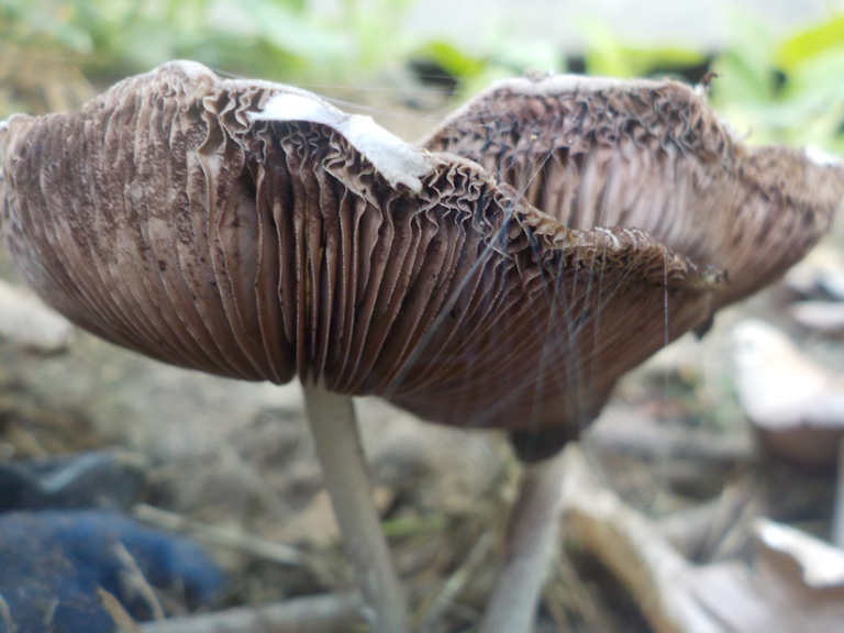 Mushroom underside