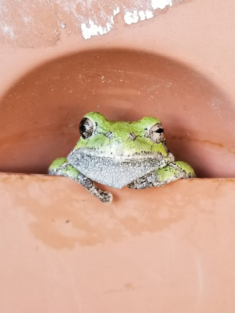 frog in a flower pot