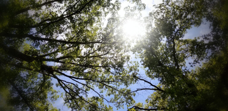 Sun shine through tree branches