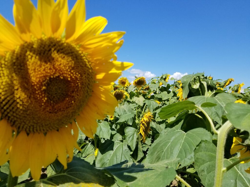 Pretty sunflowers