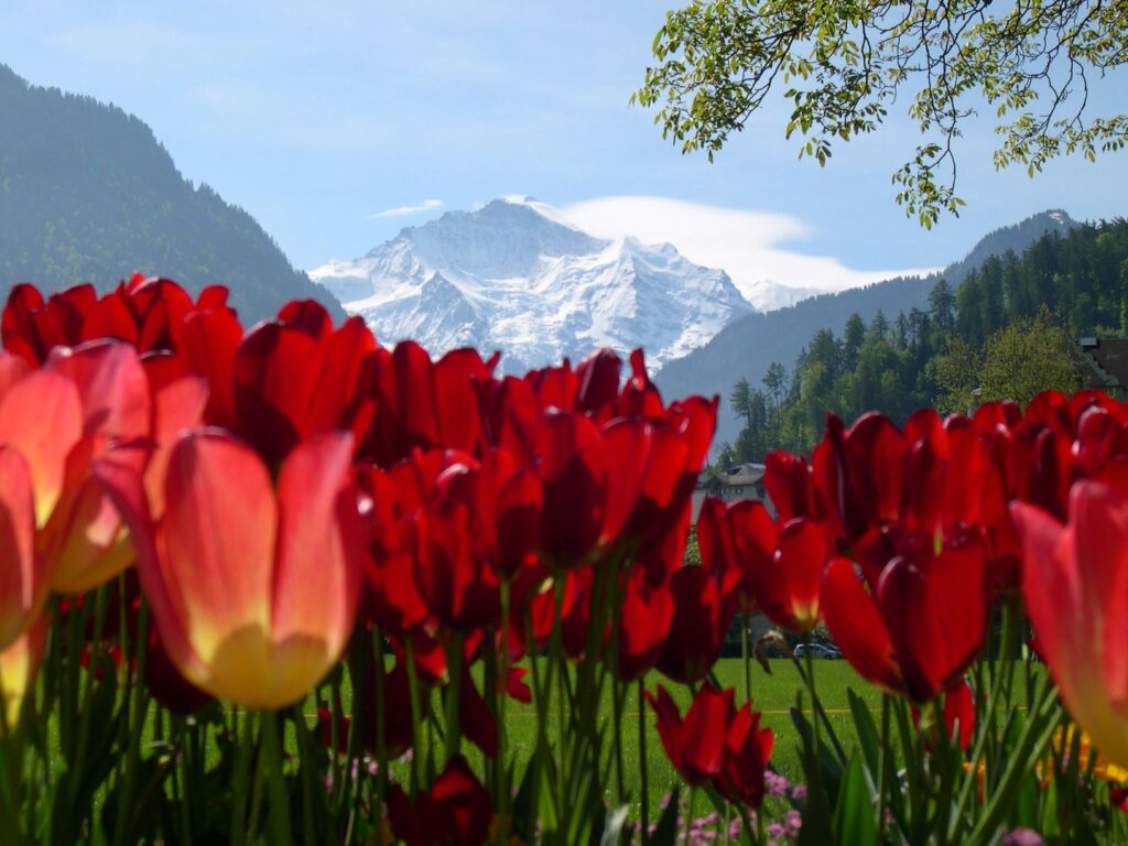 tulips in Switzerland