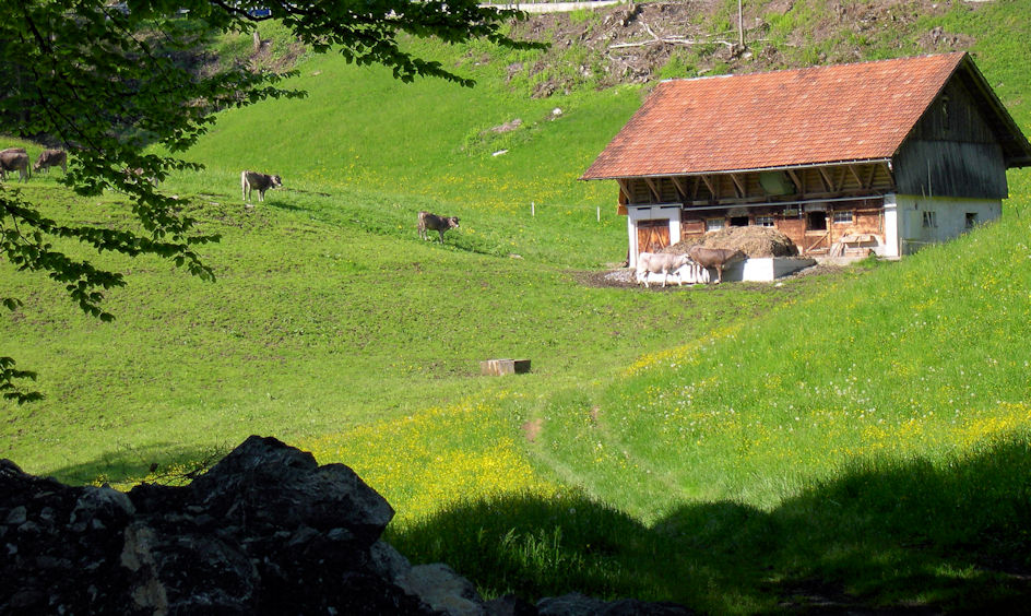 cows on pasture