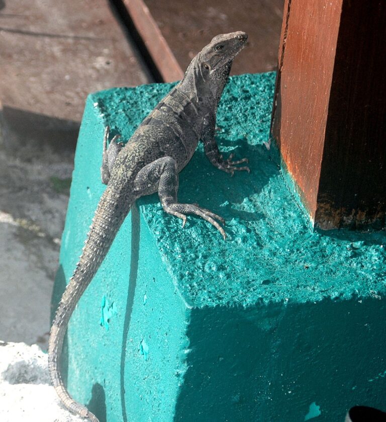 Mexican Iguana