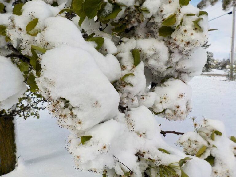 snowy blossoms