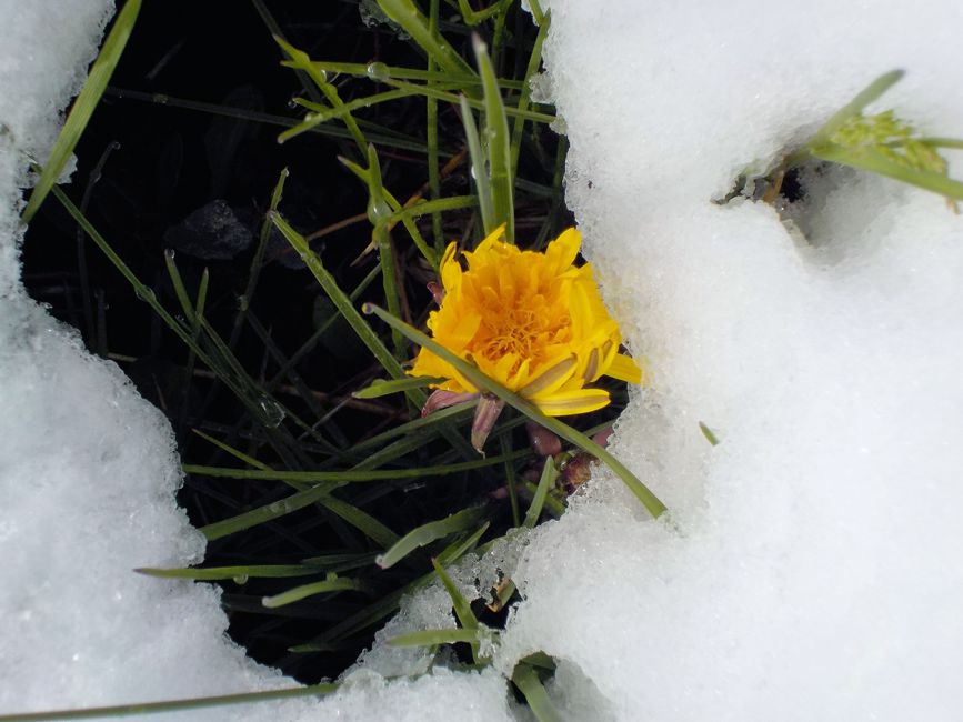 shriveled dandelion