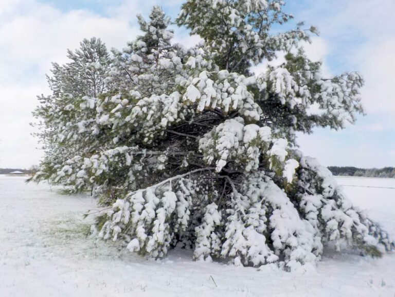 tree covered in snow