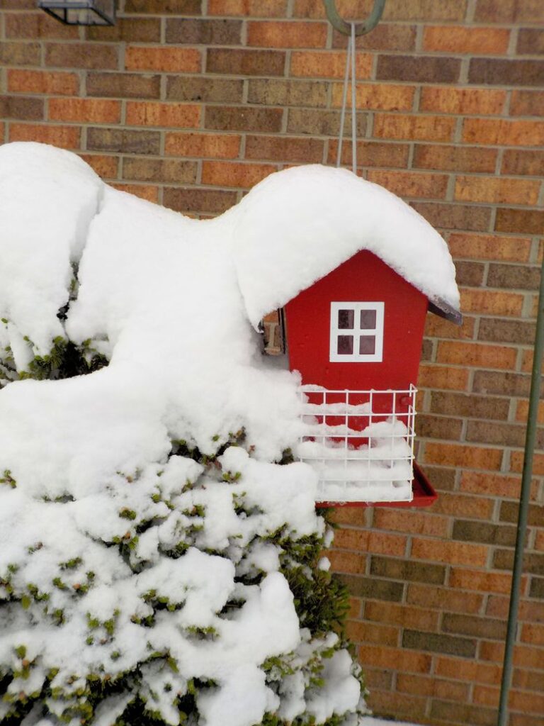 snow covered bird feeder