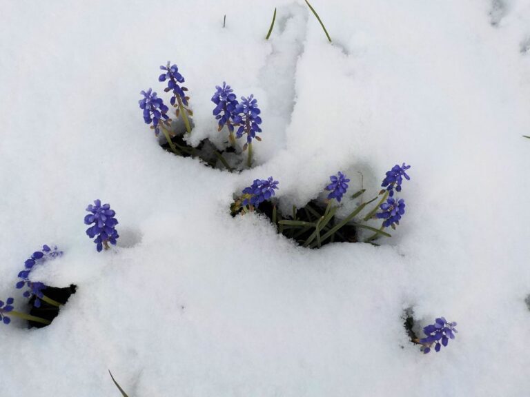 grape hyacinths