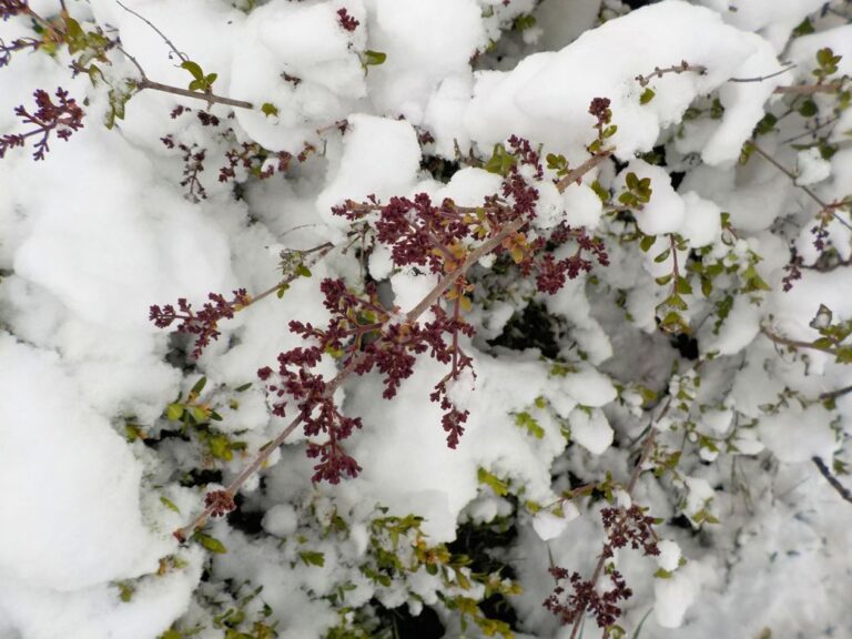 lilac blossoms