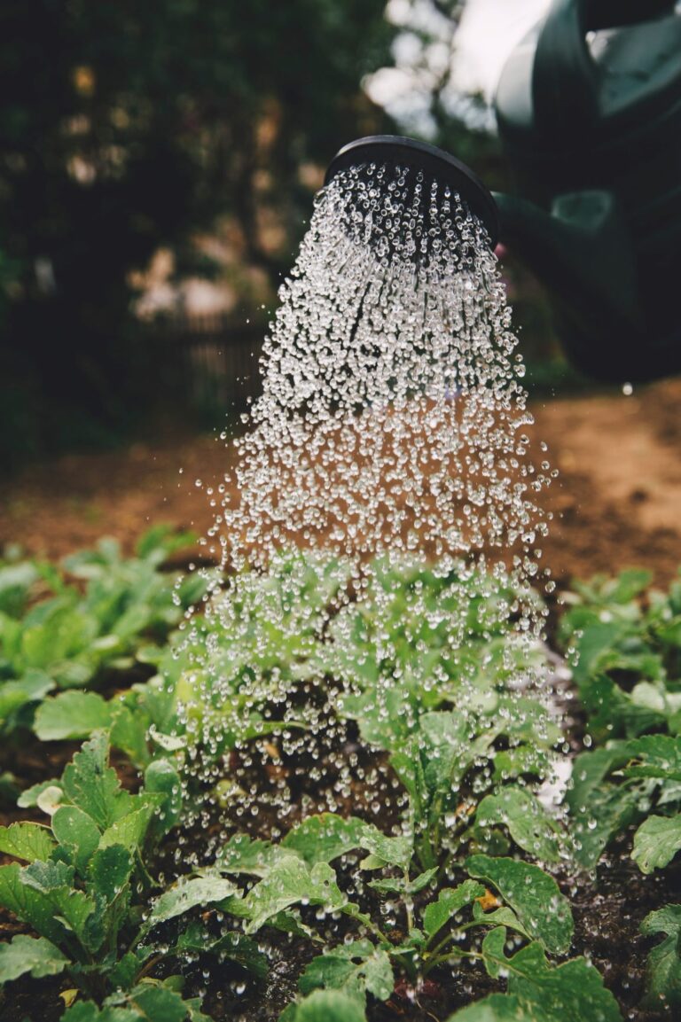 watering the garden