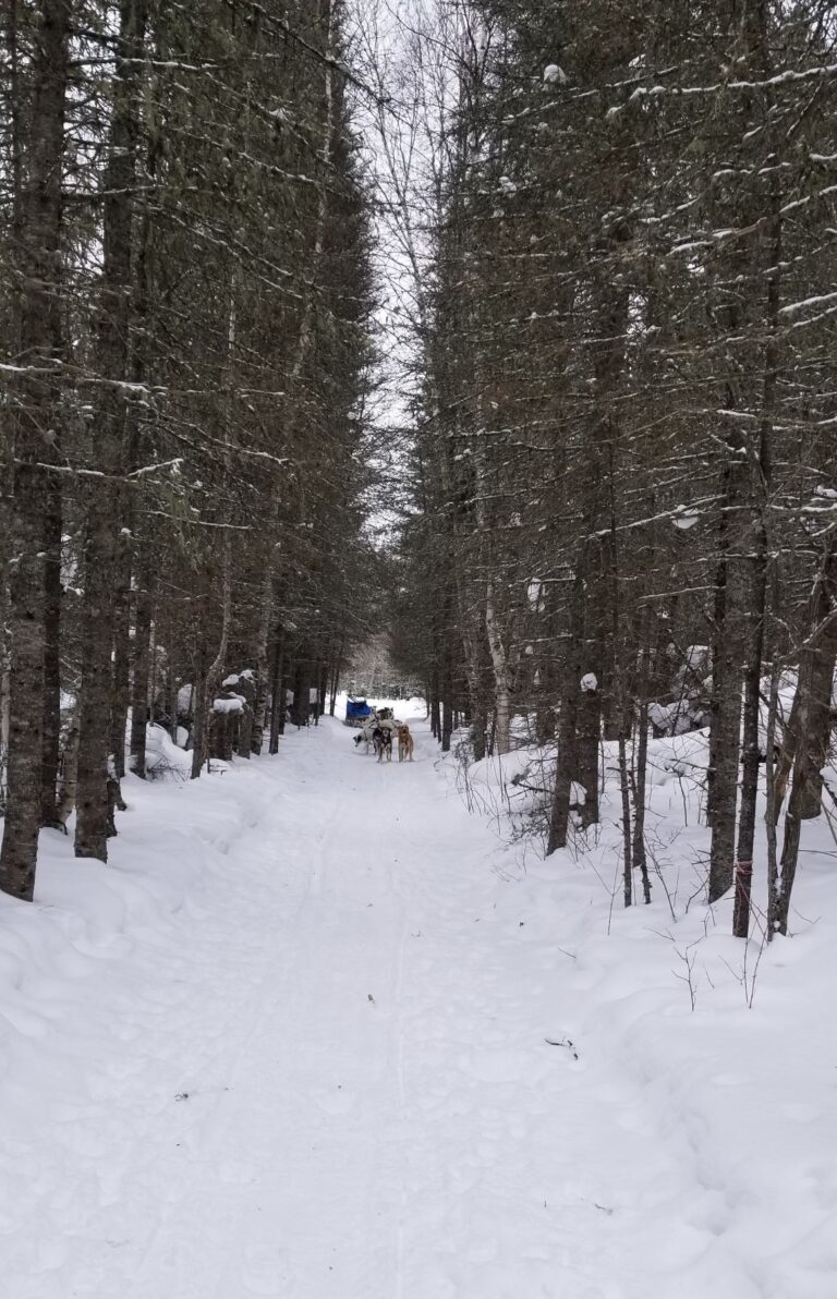 sled dogs on the trail