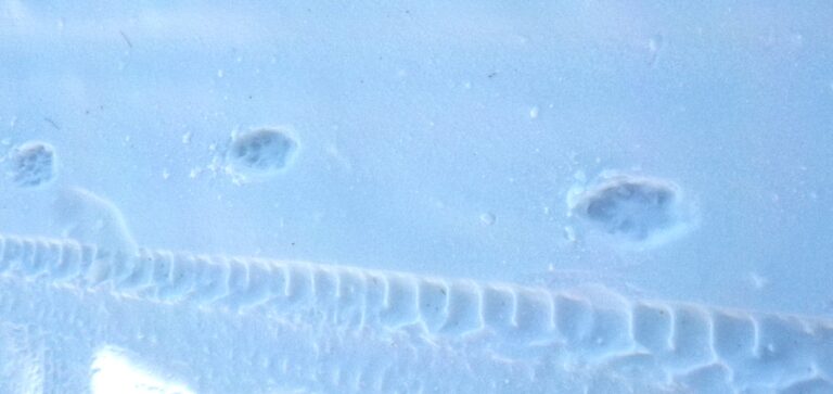 coyote prints in the snow