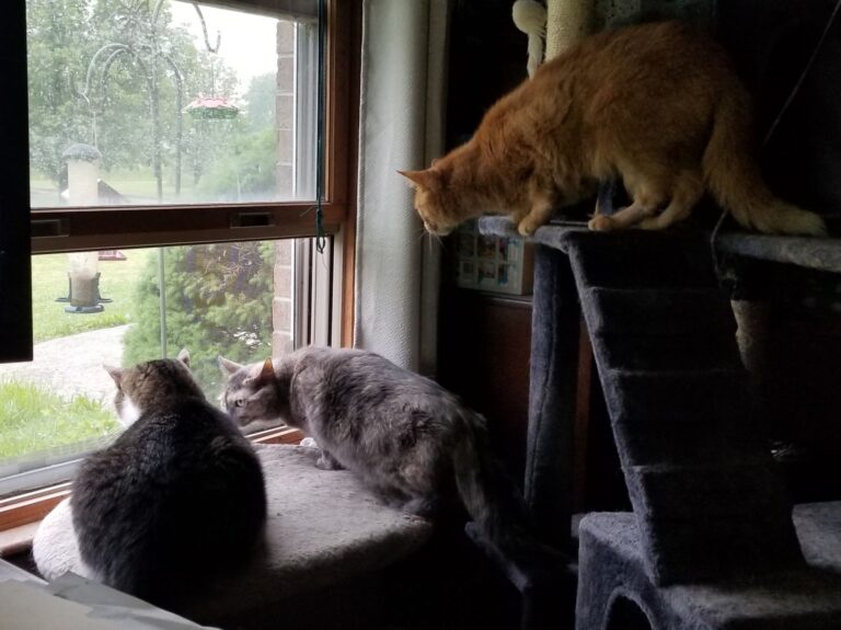 Three of my cats staring out the window